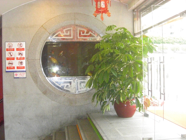 招财树