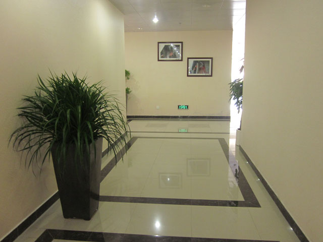 龙须树3