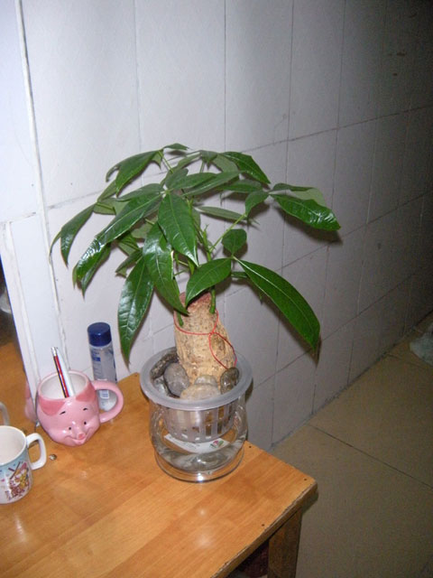 小发财树38